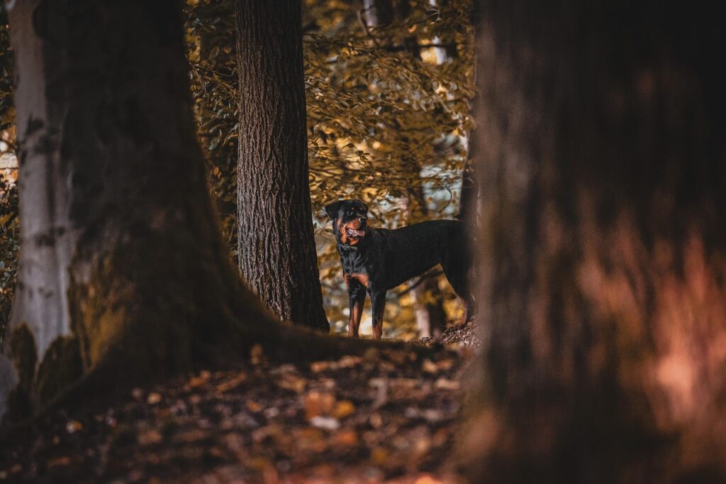 Maximizing Longevity in Rottweilers