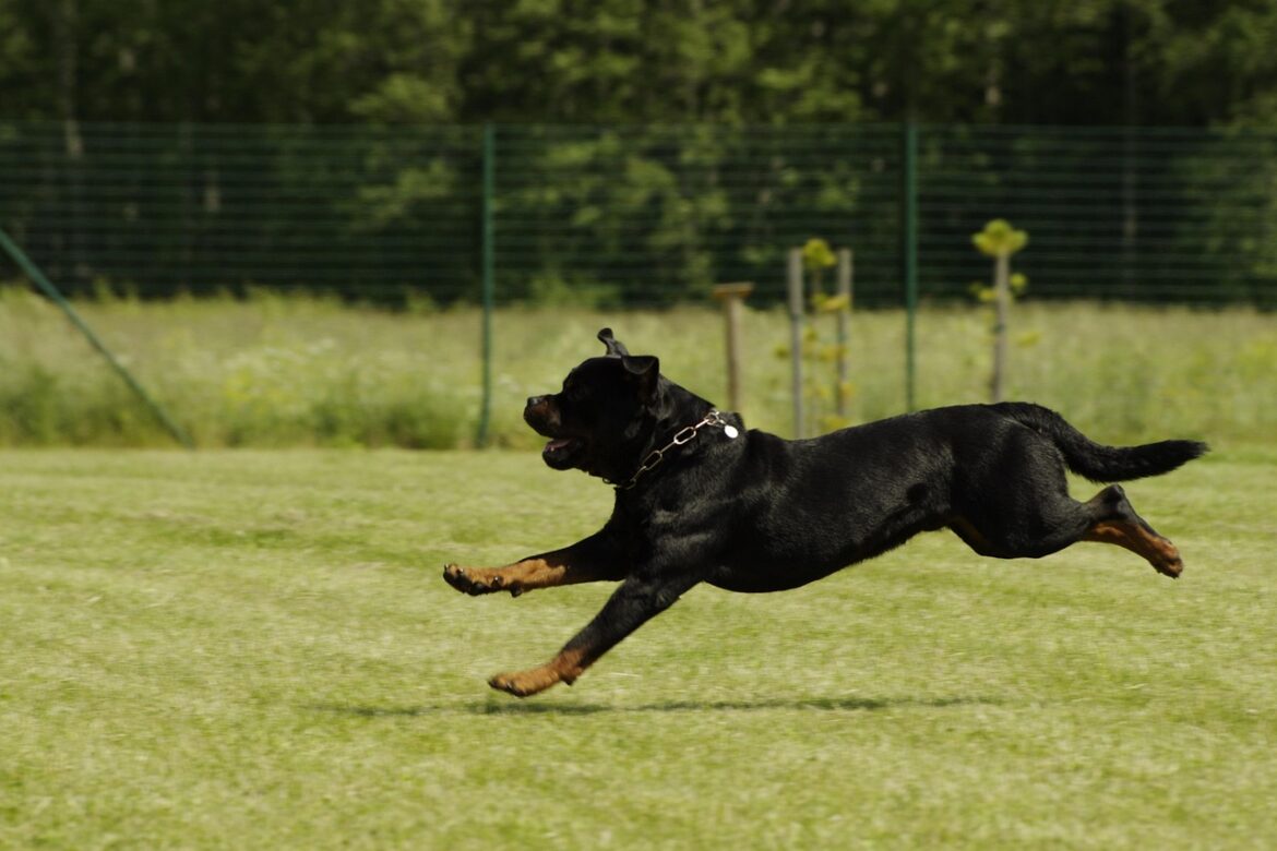 Mastering Crate Training: Essential Tips for Your Rottweiler