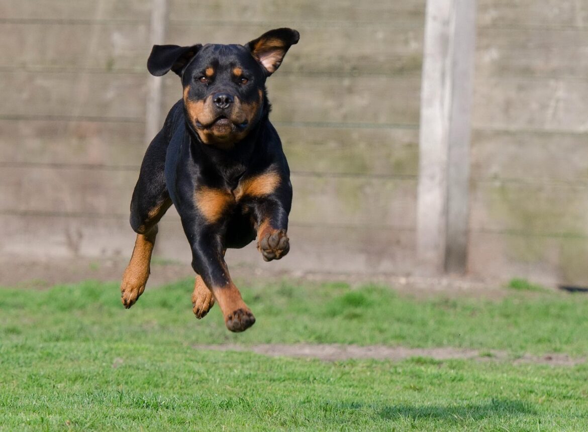 Top Choices for Rottweiler Nutrition: Finding the Best Dog Food