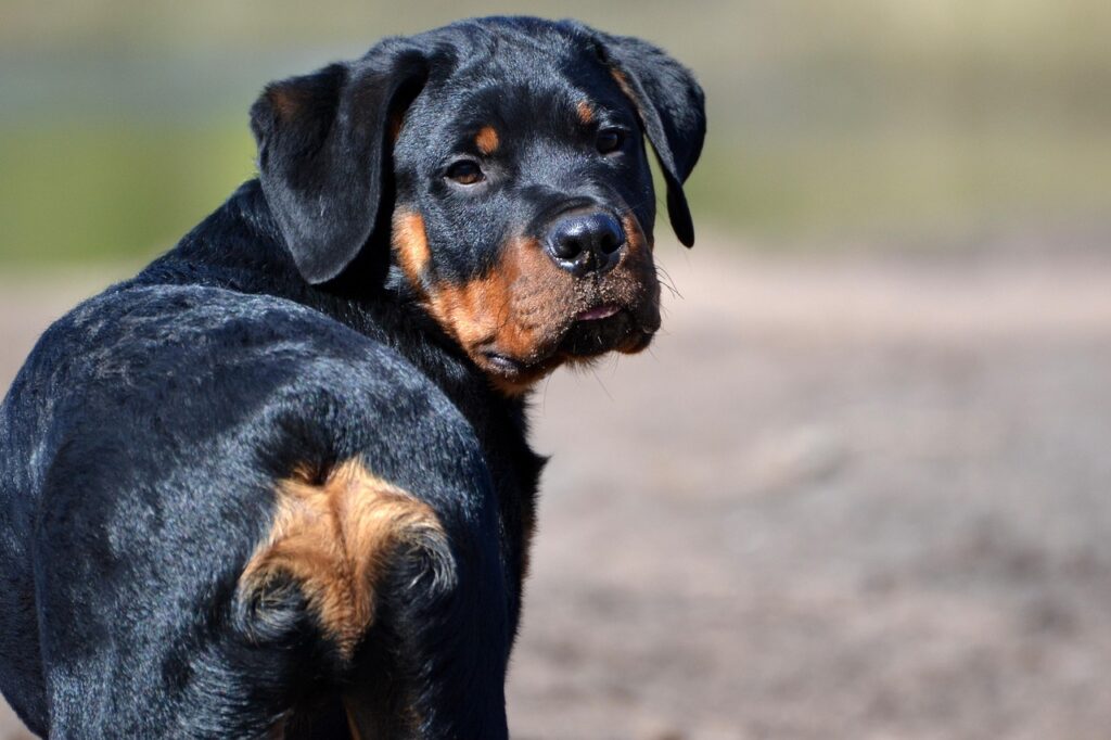 German Rottweiler vs. American Rottweiler: Breed Comparisons Unveiled