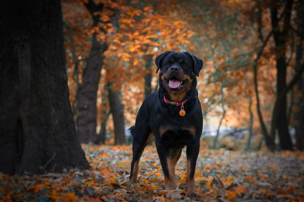 From Grapes to Garlic: What Not to Feed Your Rottweiler