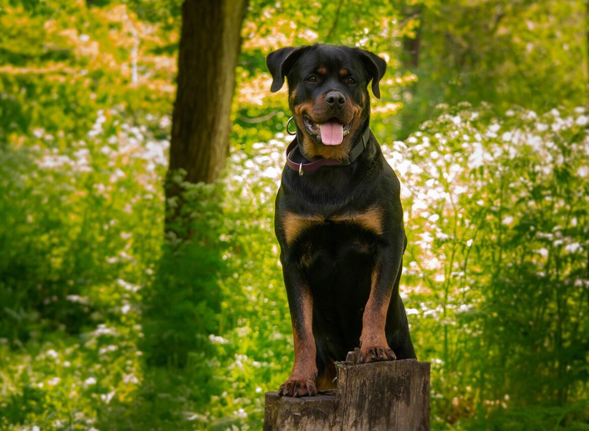 Extending Your Rottweiler's Health and Longevity