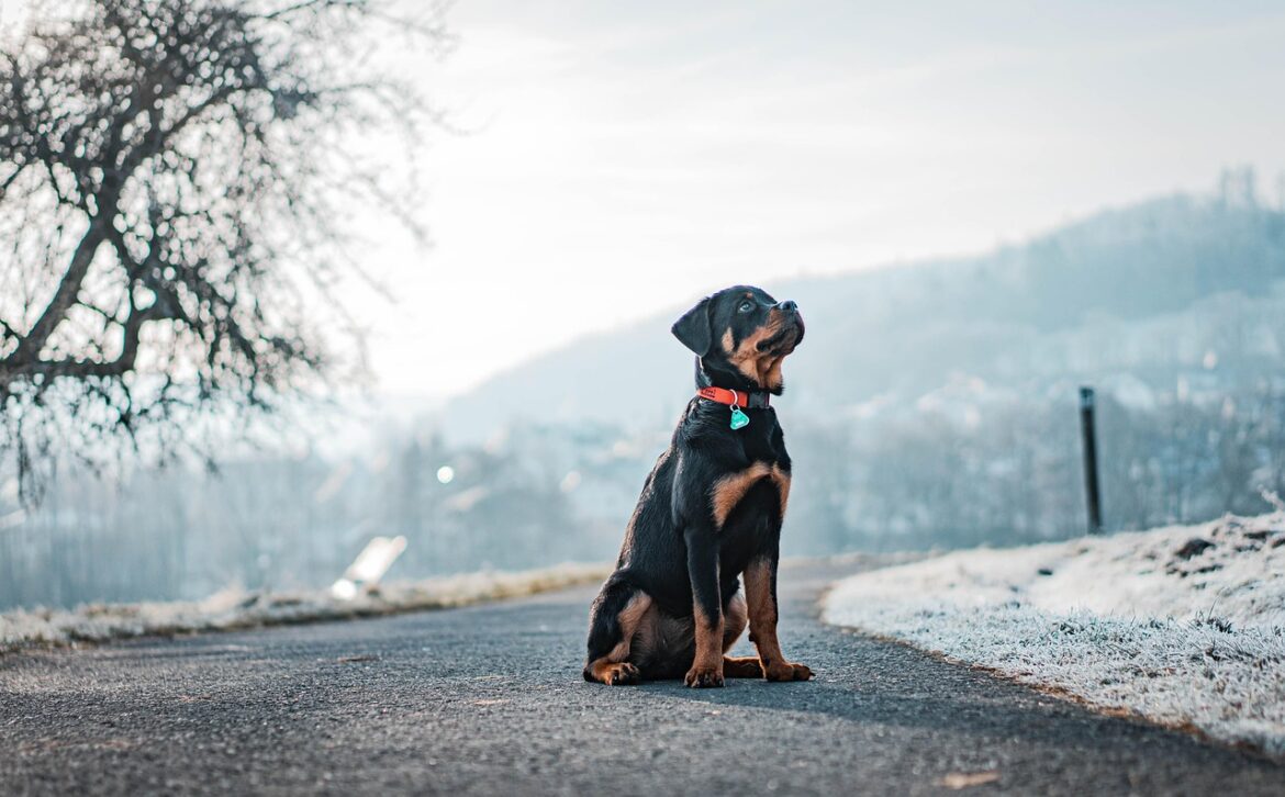 Effective Strategies for Potty Training Your Rottweiler