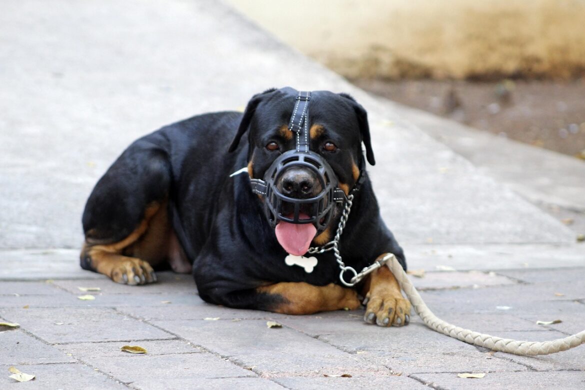 Unlocking the Power of Rottweiler Guarding Instincts