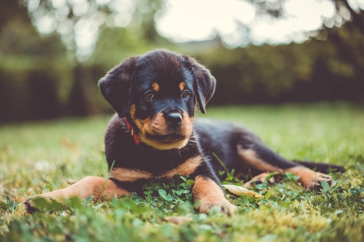 Unlocking Potential with Positive Play: Training Games for Rottweilers