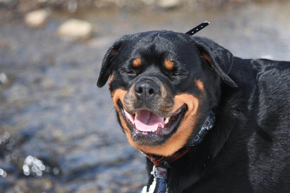 A Guide to House Training Your Rottweiler Puppy