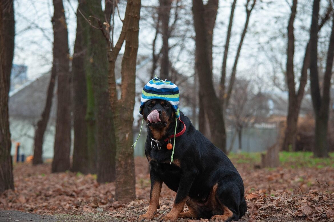 Comparing Guard Instincts: Male vs Female Rottweiler