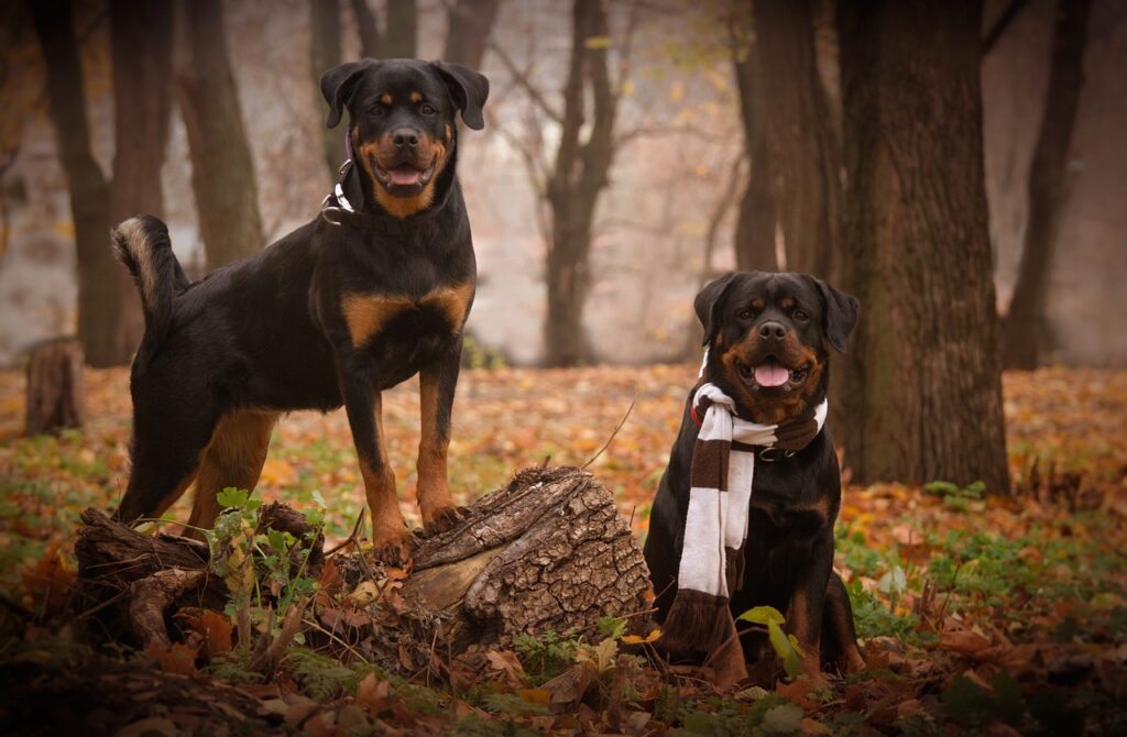 Top Shampoos for Rottweilers: Ultimate Coat Care Solutions