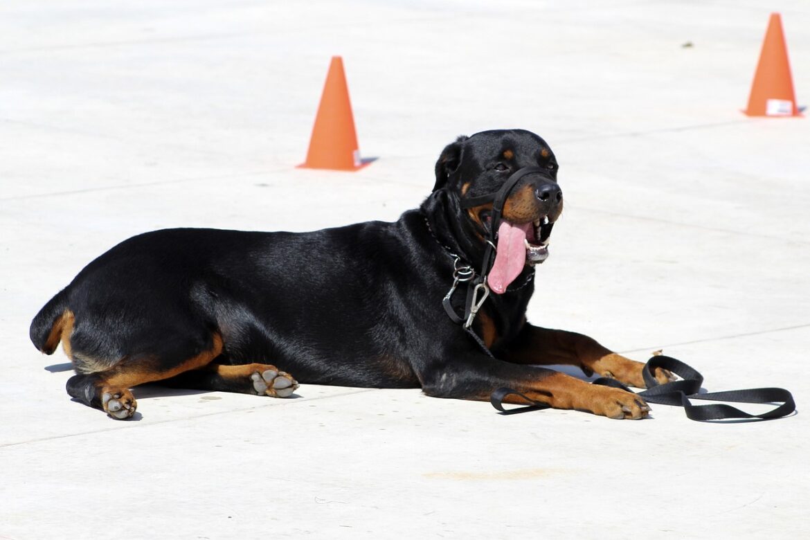 Mastering Rottweiler Obedience: Essential Commands and Techniques for a Loyal Companion