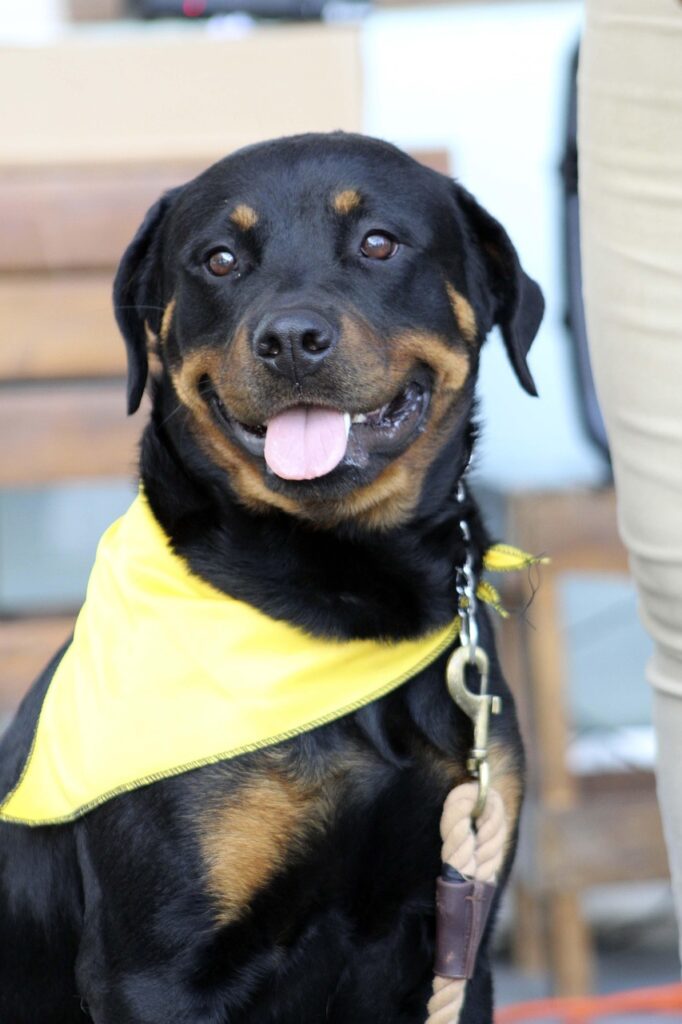 Understanding Rottweiler Aggression:Common Triggers