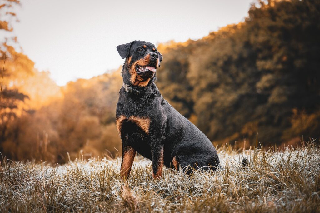 Mastering Your Rottweiler's Diet